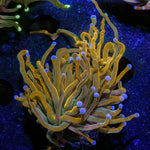 Pot of Gold Torch - riptide aquaculture llc