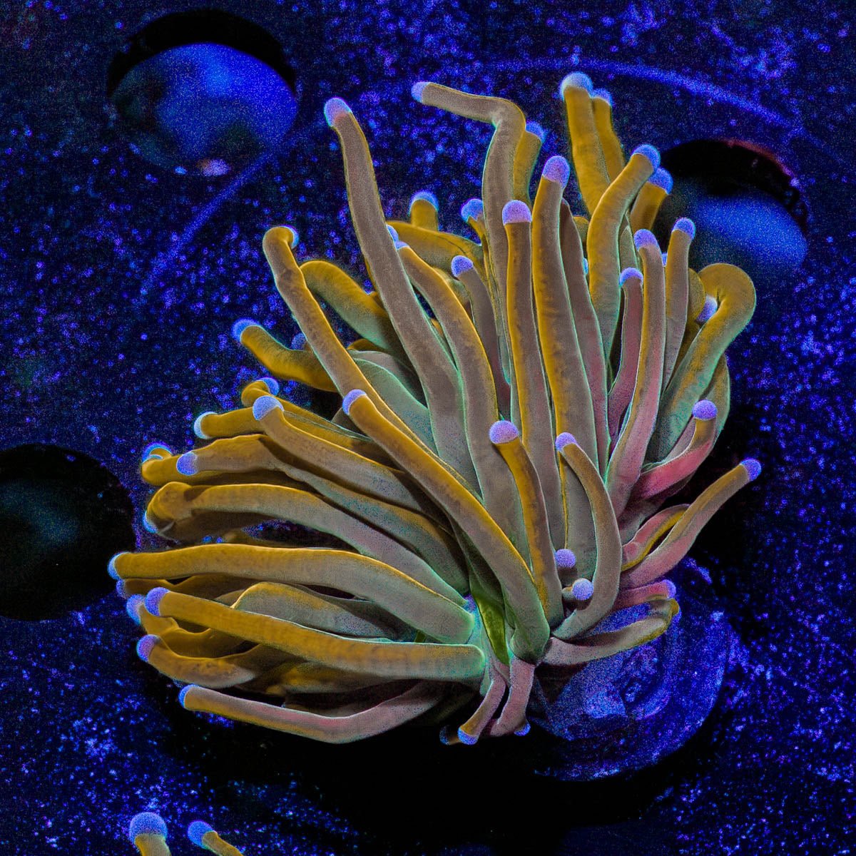 Pot of Gold Torch - riptide aquaculture llc