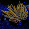 Pot of Gold Torch - riptide aquaculture llc