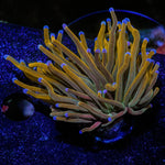 Pot of Gold Torch - riptide aquaculture llc