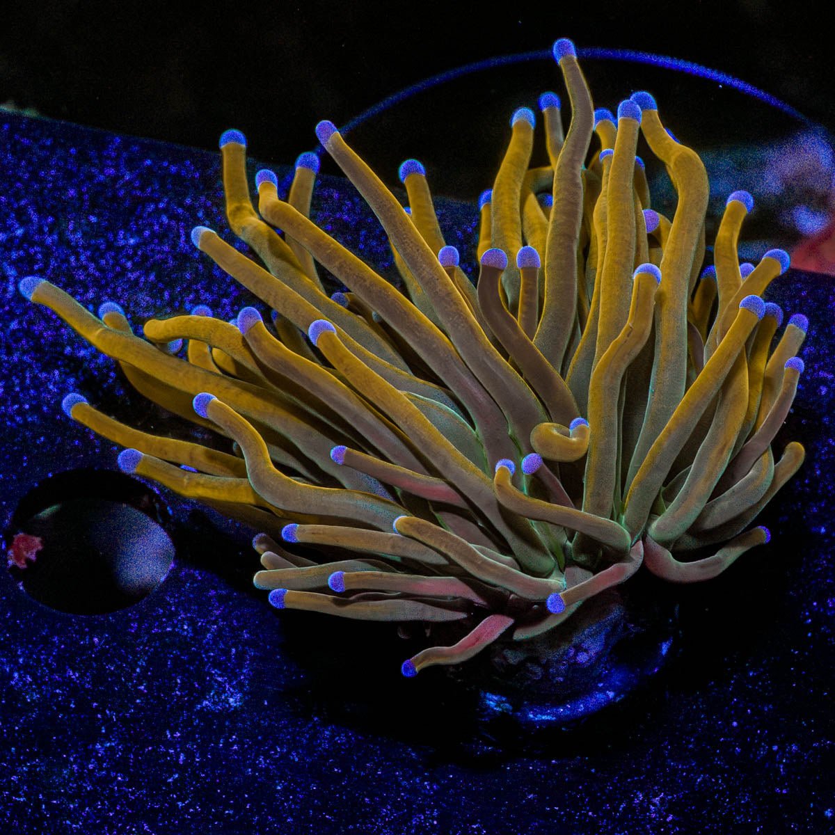 Pot of Gold Torch - riptide aquaculture llc