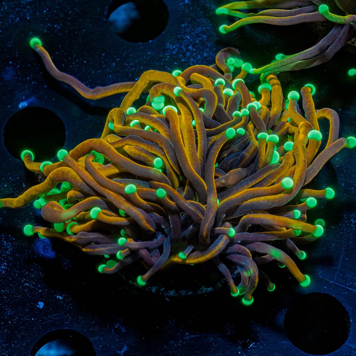 Jester Torch - riptide aquaculture llc