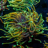 Hellfire Torch - riptide aquaculture llc
