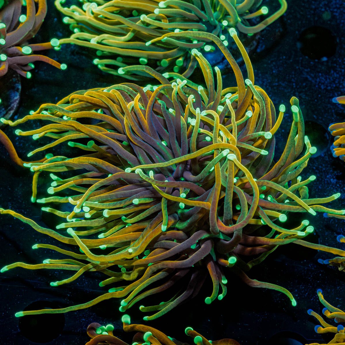 Hellfire Torch - riptide aquaculture llc