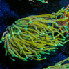 Gold Torch - riptide aquaculture llc