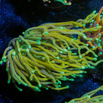 Gold Torch - riptide aquaculture llc