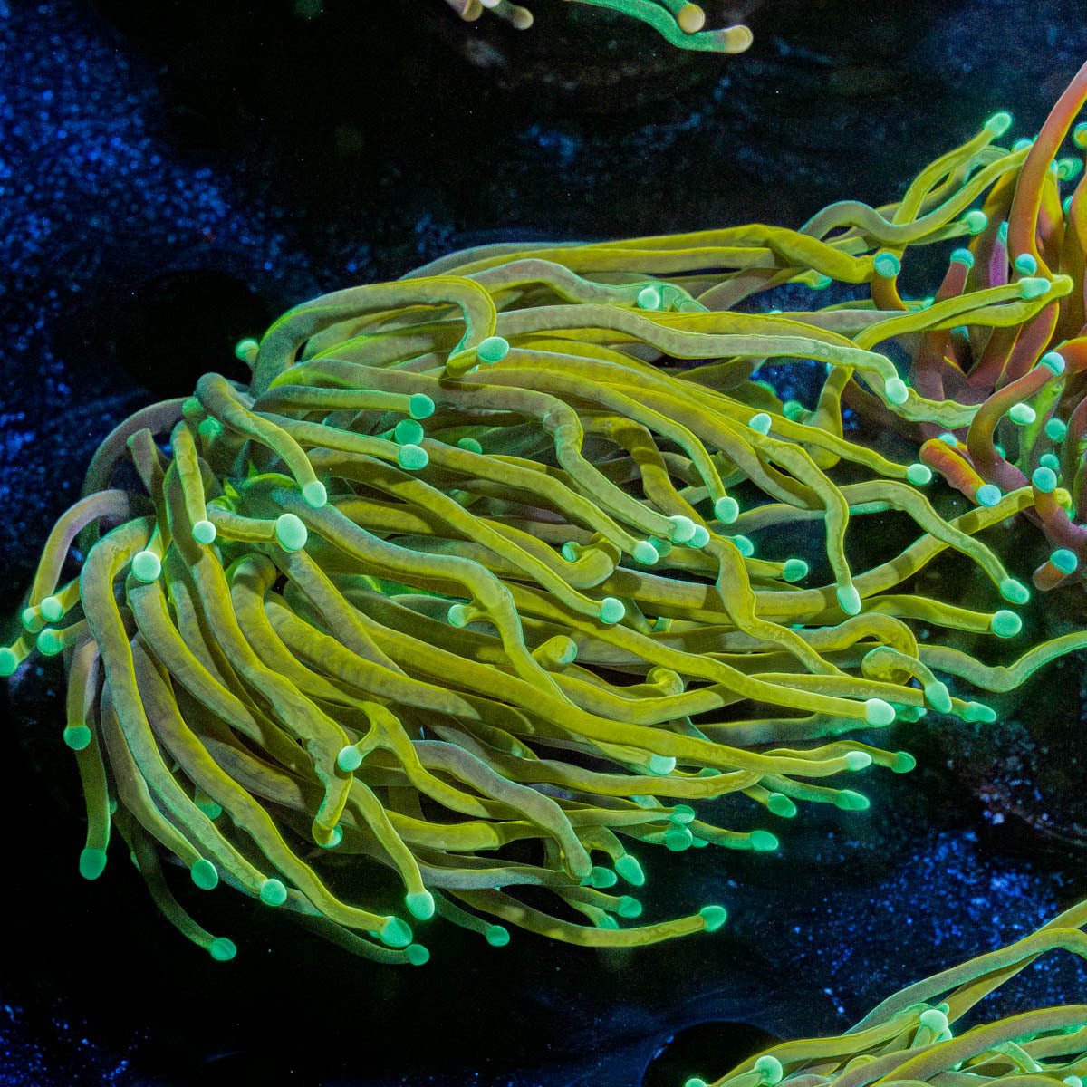 Gold Torch - riptide aquaculture llc