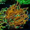 Jester Torch - riptide aquaculture llc