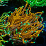 Jester Torch - riptide aquaculture llc