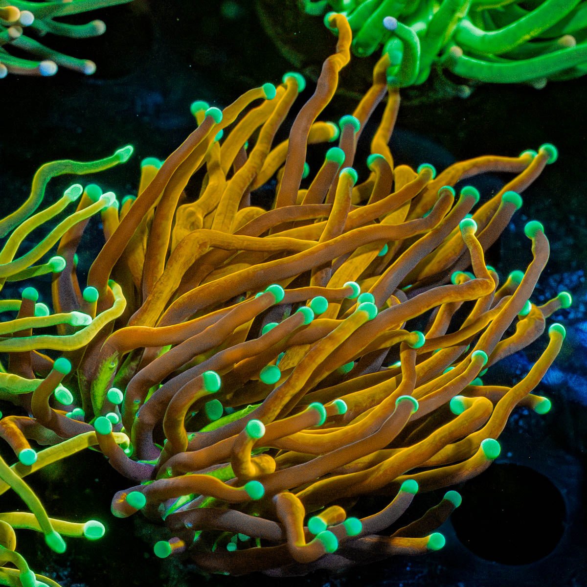 Jester Torch - riptide aquaculture llc