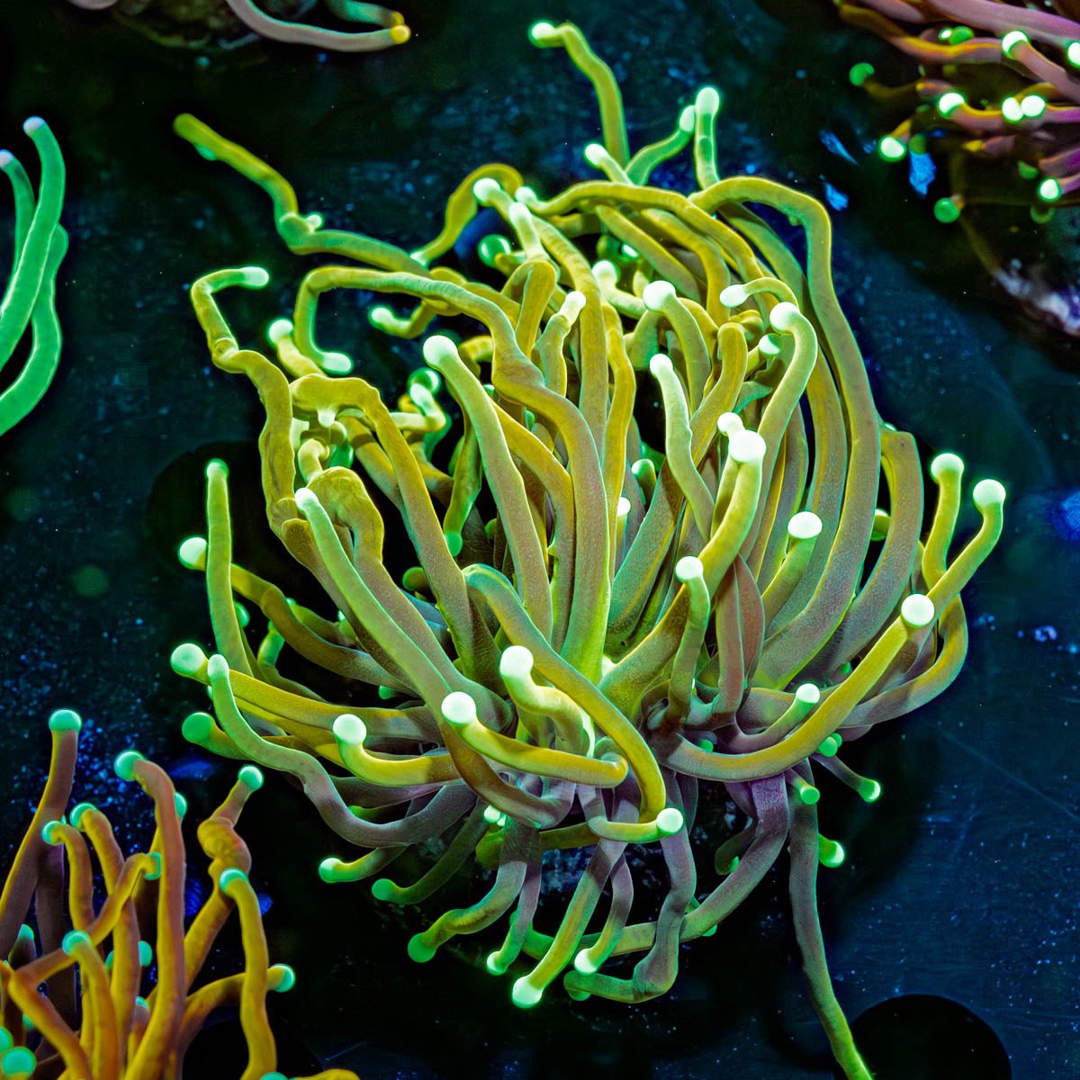 Gold Torch - riptide aquaculture llc