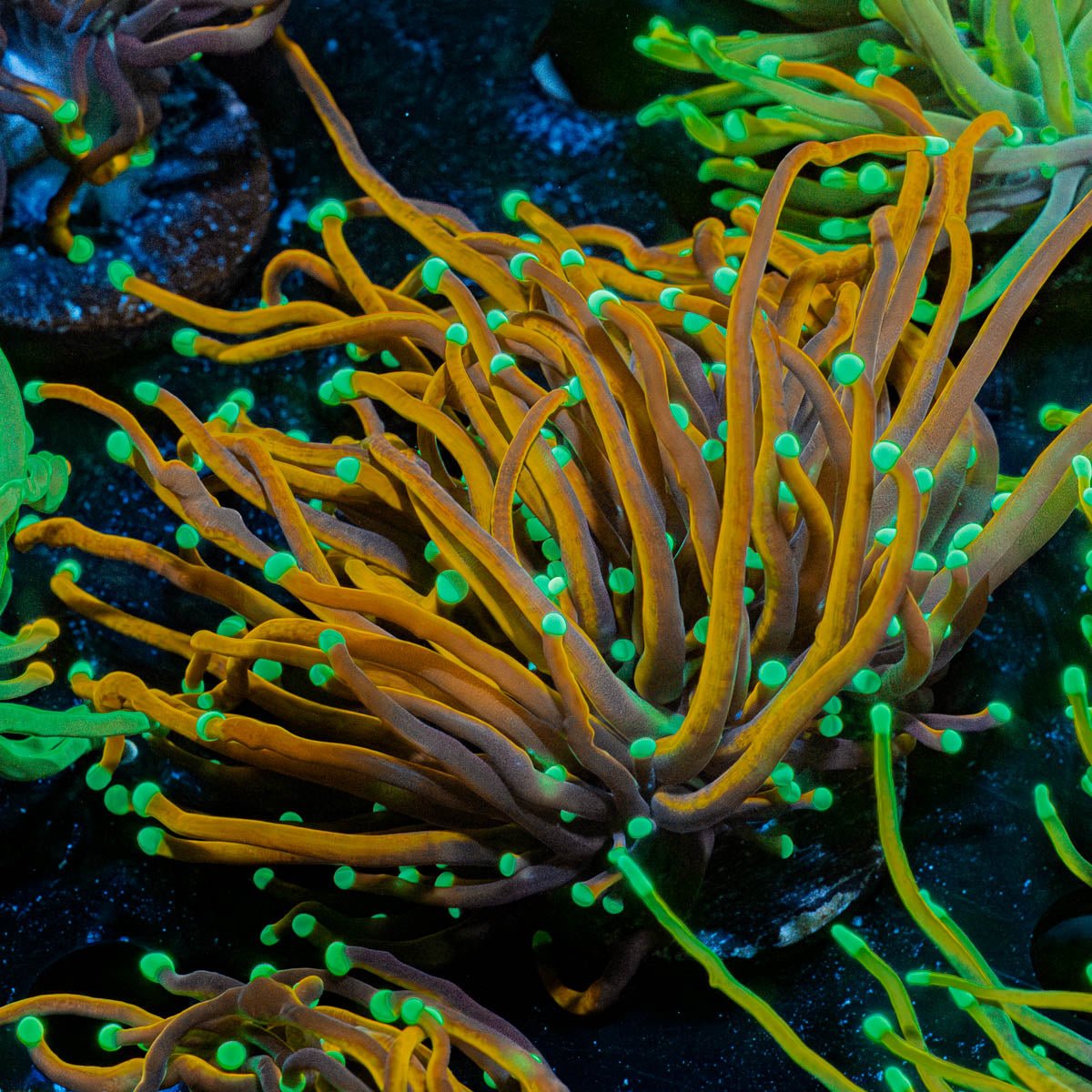 Jester Torch - riptide aquaculture llc