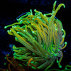 Gold Torch - riptide aquaculture llc