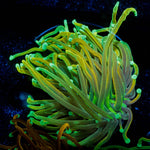 Gold Torch - riptide aquaculture llc