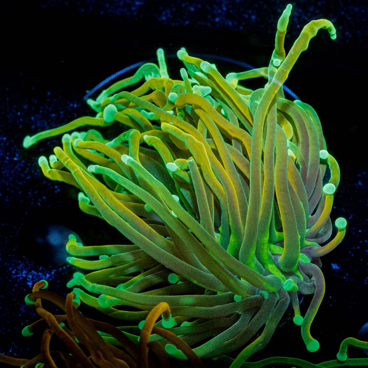 Gold Torch - riptide aquaculture llc