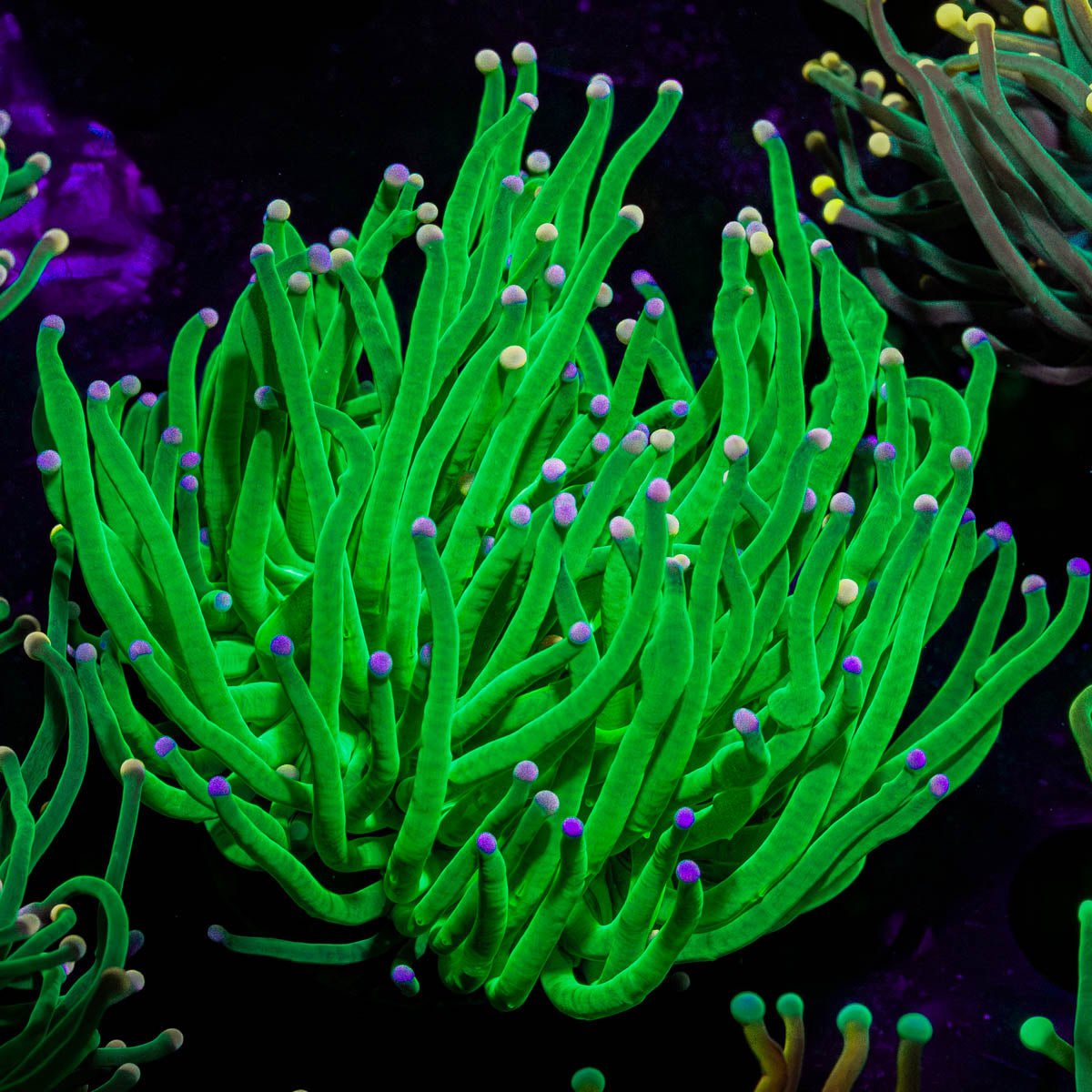 Cotton Candy Torch - riptide aquaculture llc