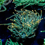 2GC Rapunzel Torch - riptide aquaculture llc