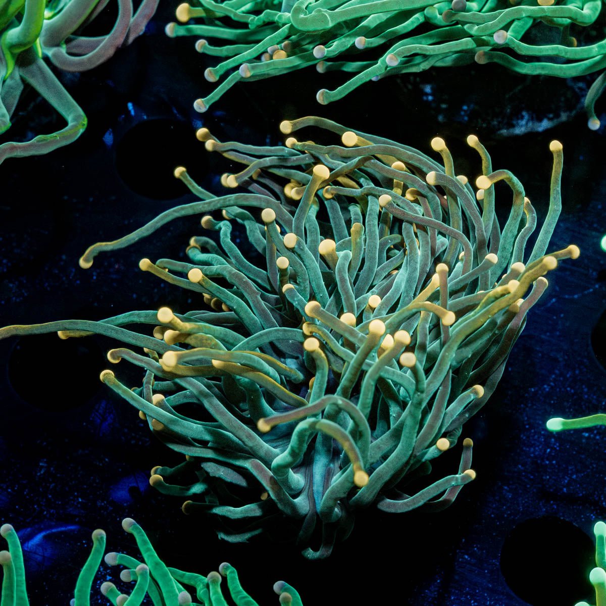 2GC Rapunzel Torch - riptide aquaculture llc