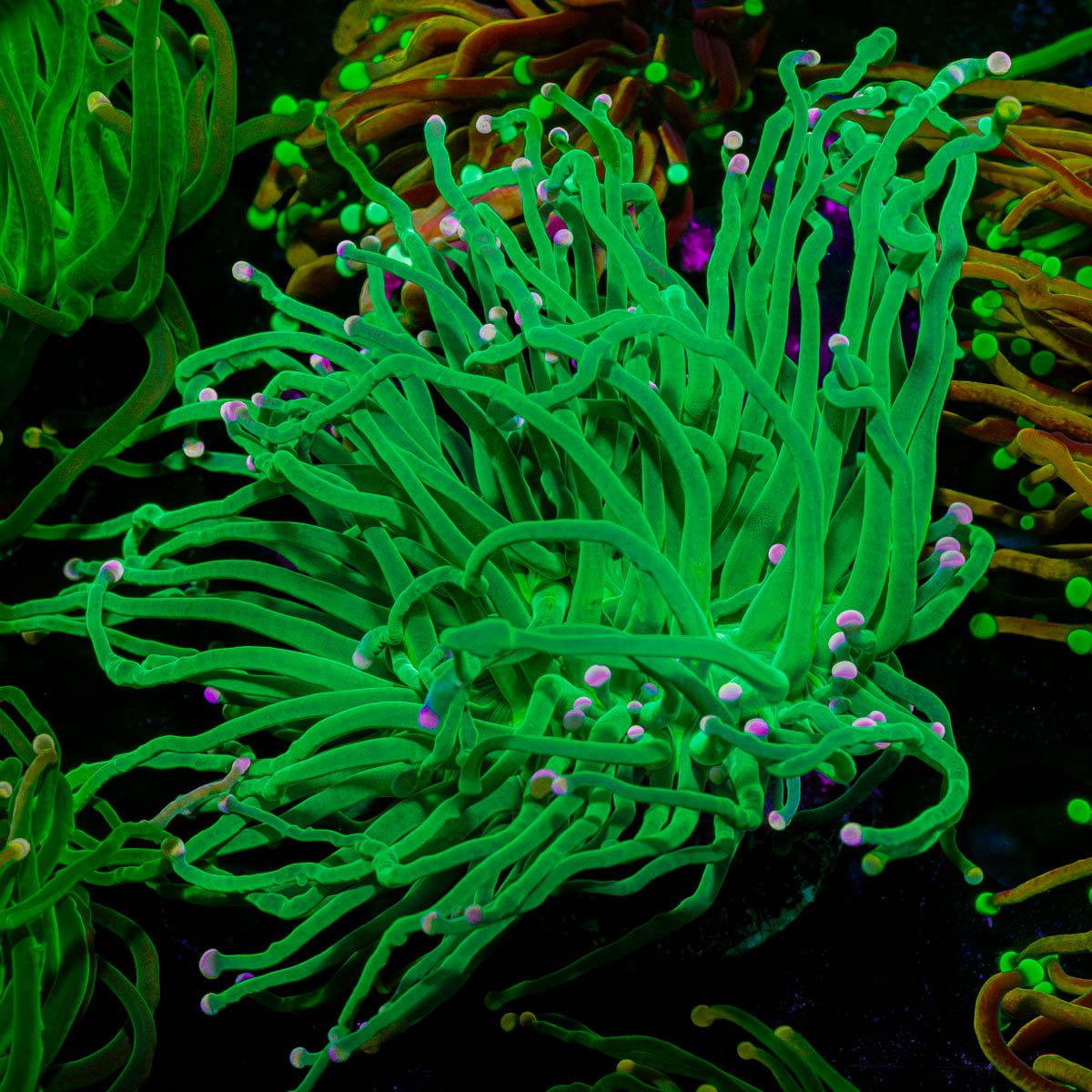 Incredible Hulk Torch - riptide aquaculture llc