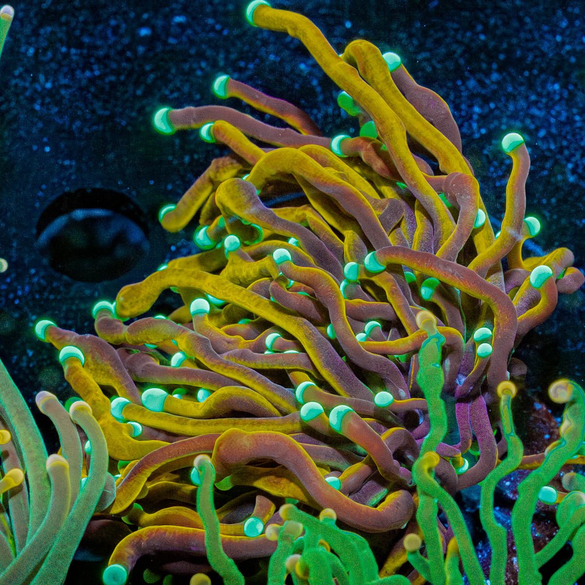 Jester Torch - riptide aquaculture llc