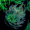 2GC Rapunzel Torch - riptide aquaculture llc