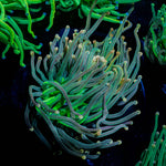 2GC Rapunzel Torch - riptide aquaculture llc