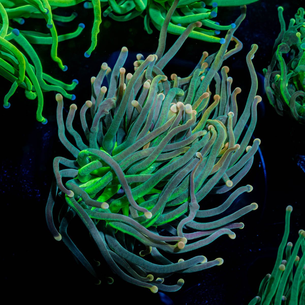 2GC Rapunzel Torch - riptide aquaculture llc
