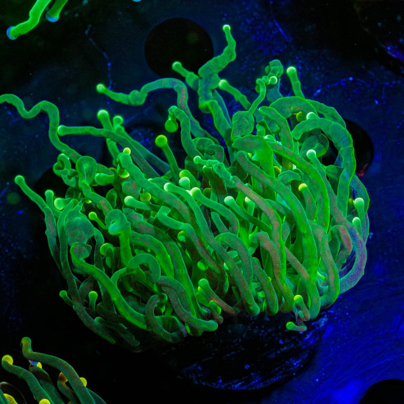 Bright Green Torch