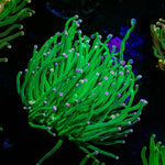Incredible Hulk Torch - riptide aquaculture llc