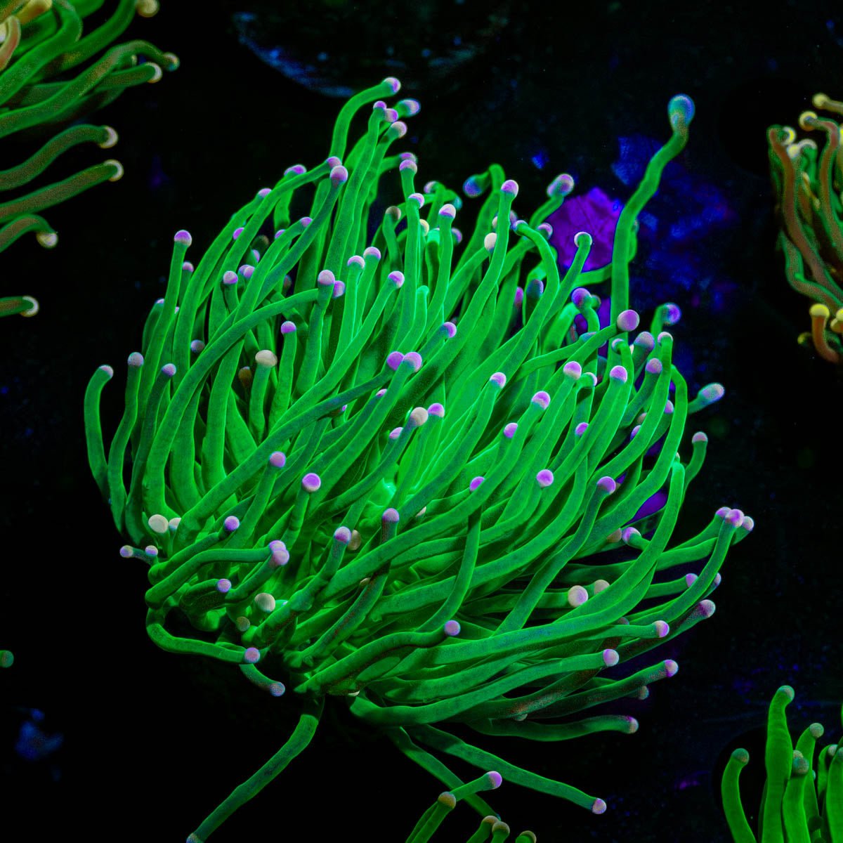 Incredible Hulk Torch - riptide aquaculture llc