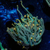 2GC Rapunzel Torch - riptide aquaculture llc