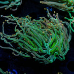 2GC Rapunzel Torch - riptide aquaculture llc