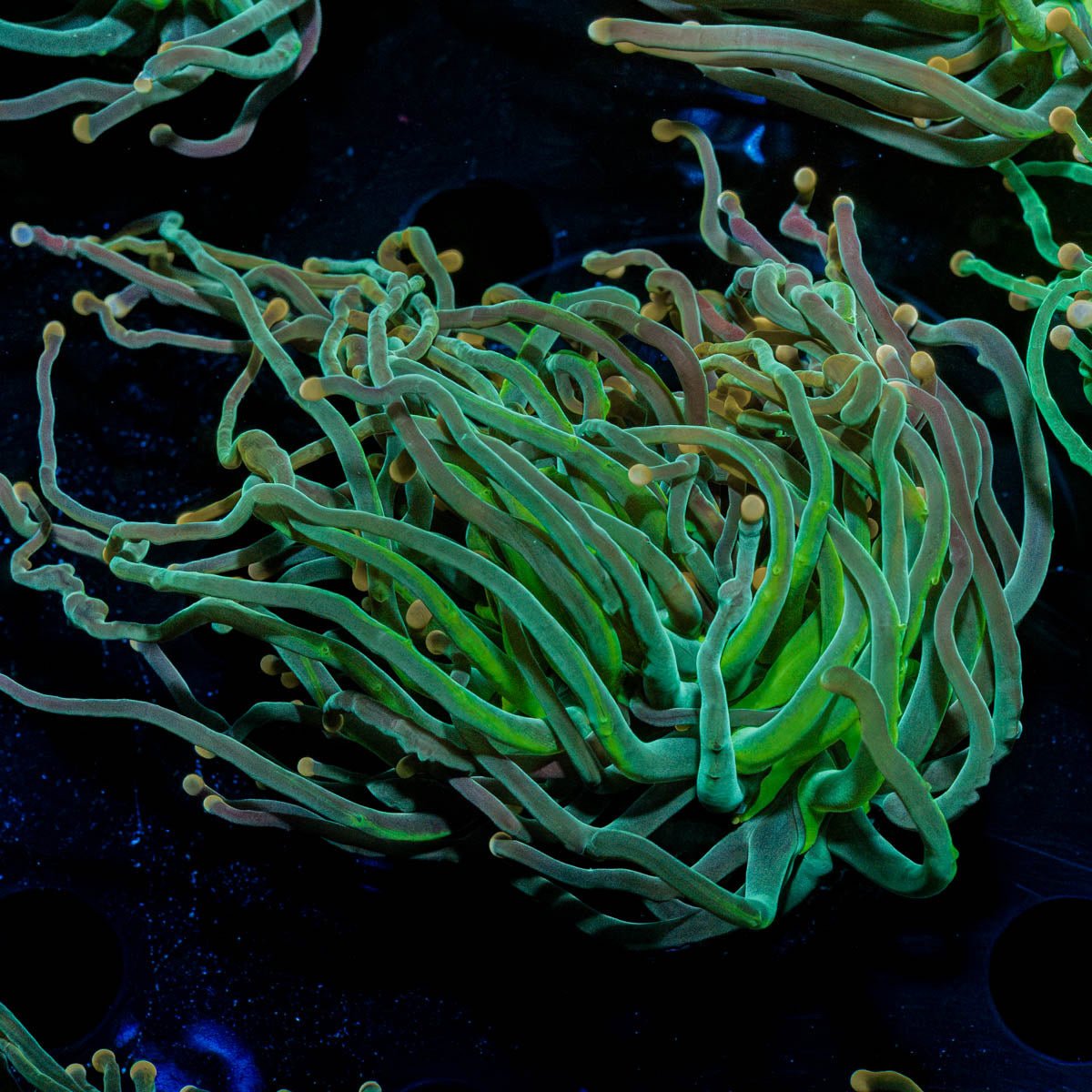 2GC Rapunzel Torch - riptide aquaculture llc