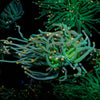 2GC Rapunzel Torch - riptide aquaculture llc