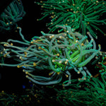2GC Rapunzel Torch - riptide aquaculture llc
