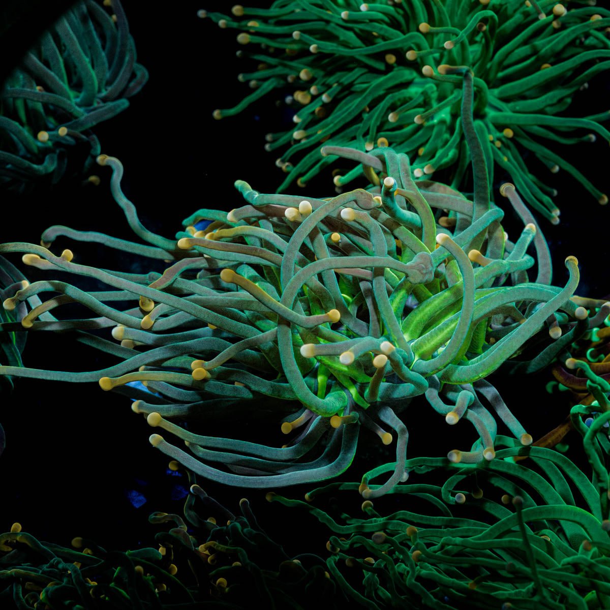 2GC Rapunzel Torch - riptide aquaculture llc