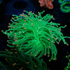 Pink Tipped Green Torch - riptide aquaculture llc