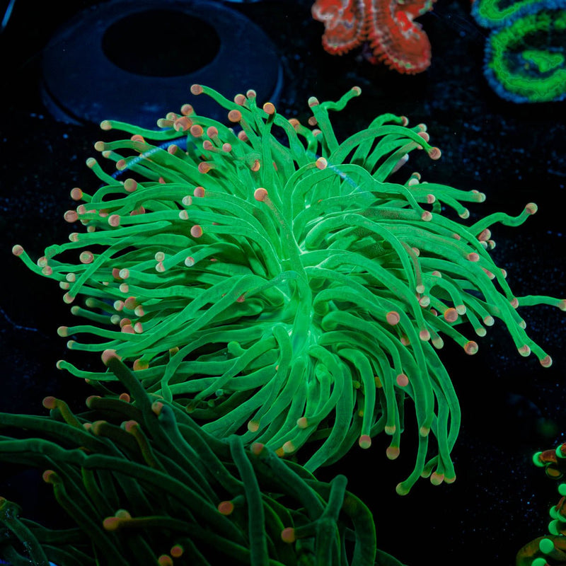 Pink Tipped Green Torch