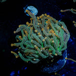 2GC Rapunzel Torch - riptide aquaculture llc