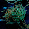 2GC Rapunzel Torch - riptide aquaculture llc