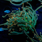 2GC Rapunzel Torch - riptide aquaculture llc