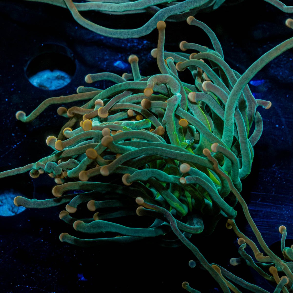 2GC Rapunzel Torch - riptide aquaculture llc