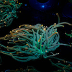 2GC Rapunzel Torch - riptide aquaculture llc