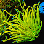 Holy Grail Torch - riptide aquaculture llc