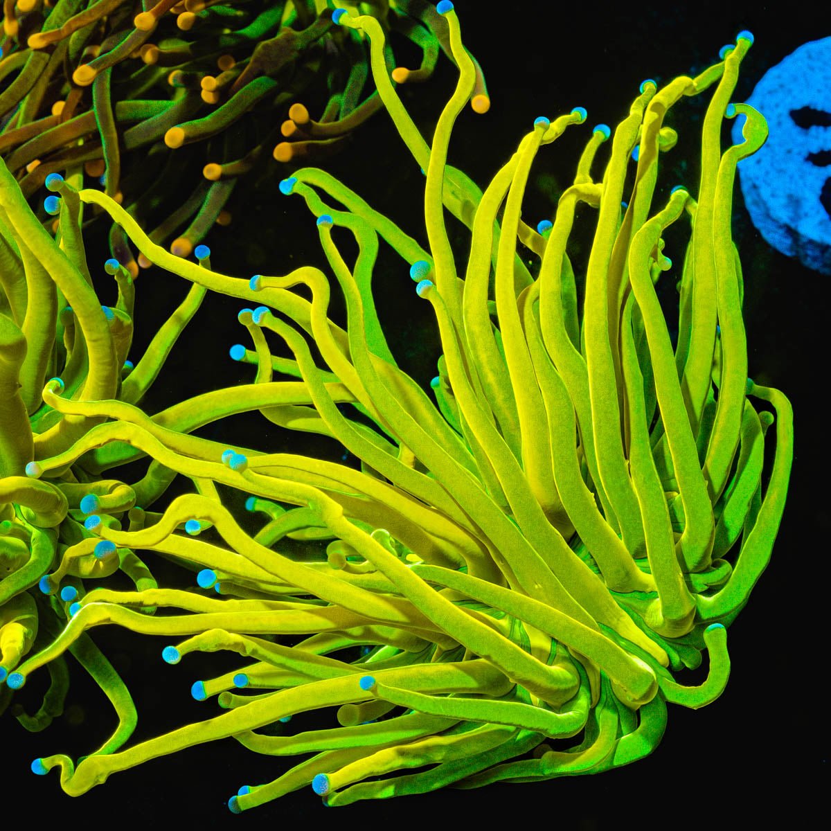 Holy Grail Torch - riptide aquaculture llc
