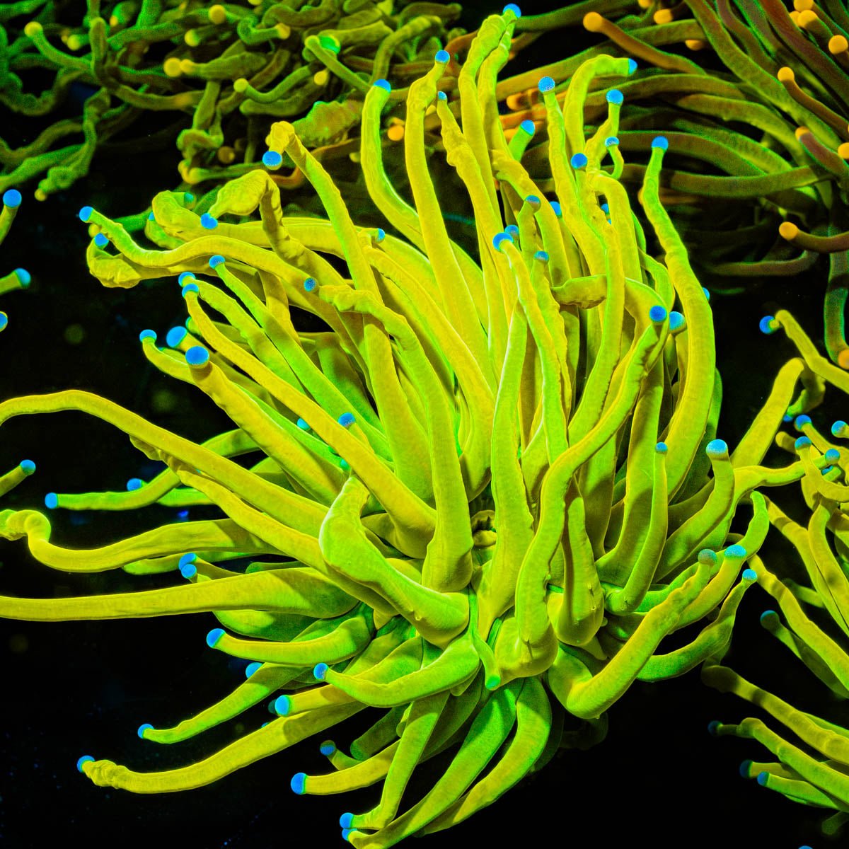 Holy Grail Torch - riptide aquaculture llc