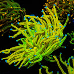 Holy Grail Torch - riptide aquaculture llc