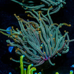 2GC Rapunzel Torch - riptide aquaculture llc