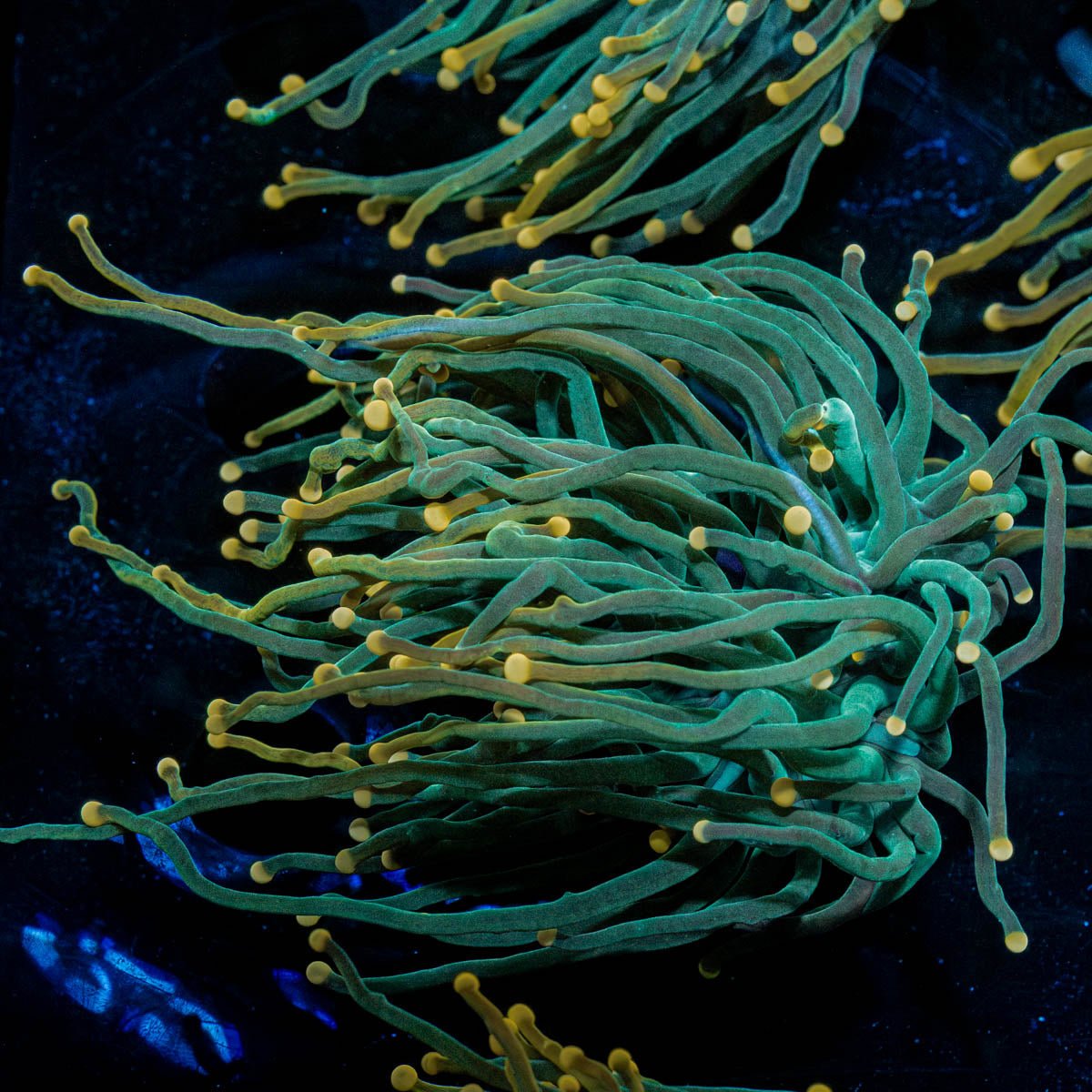 2GC Rapunzel Torch - riptide aquaculture llc