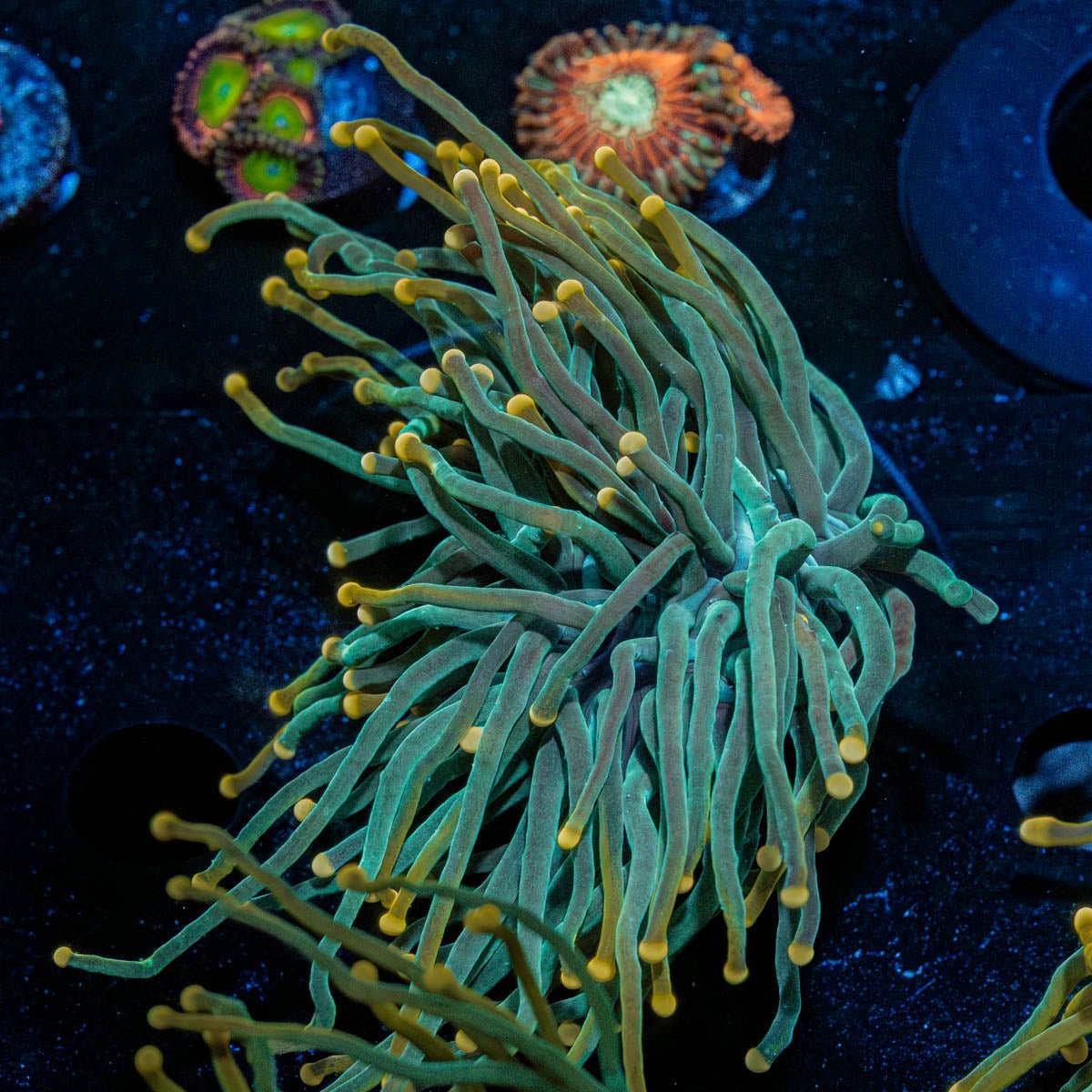 2GC Rapunzel Torch - riptide aquaculture llc